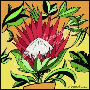 PROTEA CLR